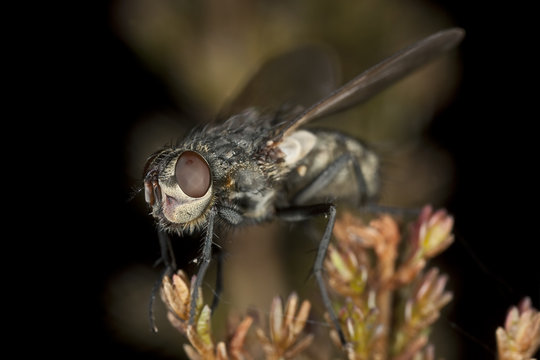 Small fly, high magnification