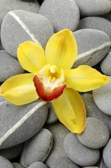 Yellow orchid flower on gray pebble