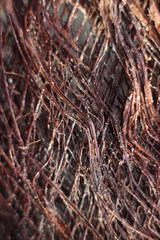 palm tree bark , macro shot