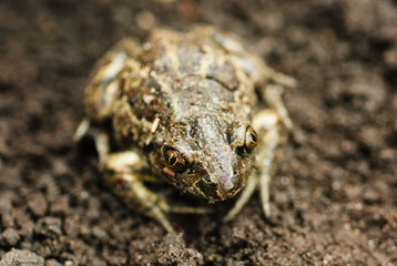 Earthen frog .Close up.
