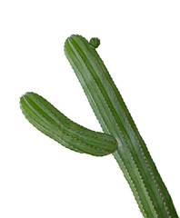 Saguaro Cactus
