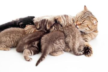 Fototapety  pięć kociąt karmionych czerwiem przez matkę kota na białym tle