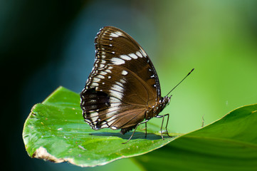 brown butterfly on leaf