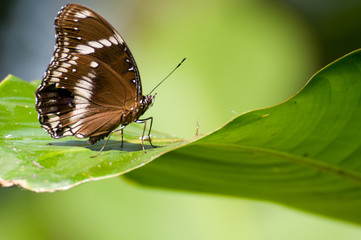 brown butterfly on leaf