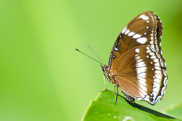 brown butterfly on leaf