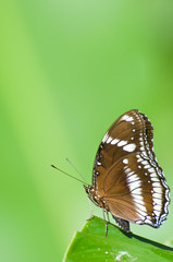 brown butterfly on leaf