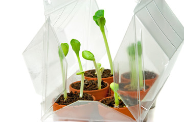 Mini- Gewächshaus mit Jungpflanzen