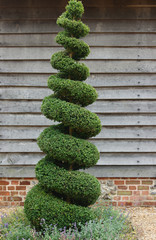 Topiary Tree