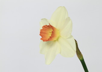 喇叭水仙Narcissus pseudo-narcissus