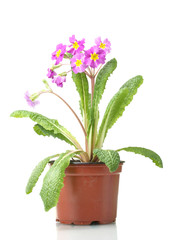 Naklejka na ściany i meble Beautiful purple primrose in a flowerpot isolated on white