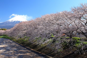 春の富士山