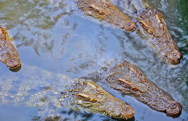 the crocodile in the pond