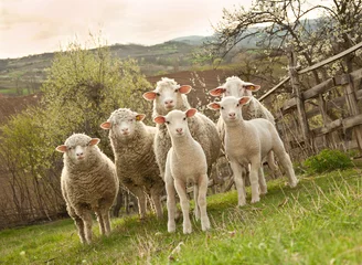 Papier Peint photo Lavable Moutons Sheep and lambs on pasture
