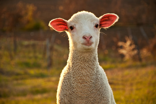 548,062 BEST Sheep IMAGES, STOCK PHOTOS & VECTORS | Adobe Stock