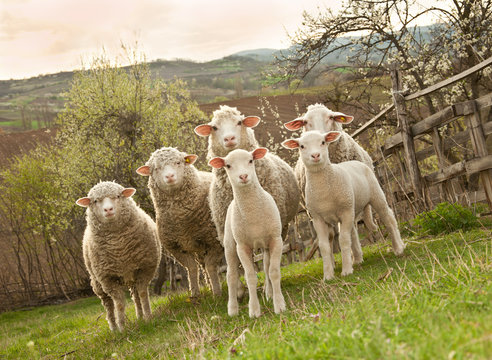 Sheep and lambs on pasture
