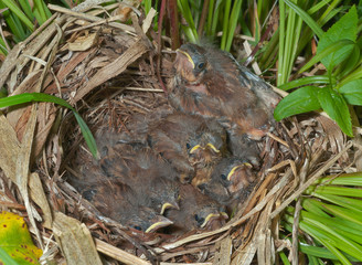 Nest of bunting 14