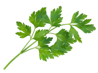 Bunch of parsley isolated on white