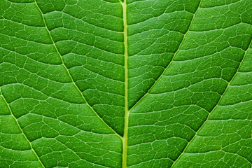 Obraz na płótnie Canvas Zielony liść tekstury. Makro