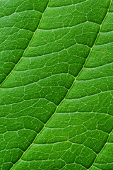 leaf texture