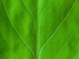 leaf texture