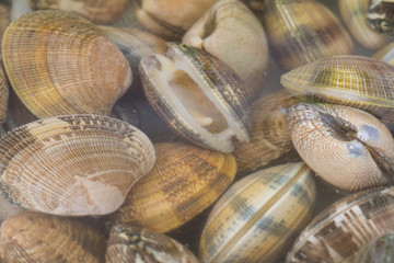 clams in water © F.C.G.