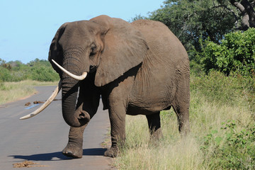Elefant