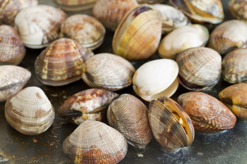 pan frying clams