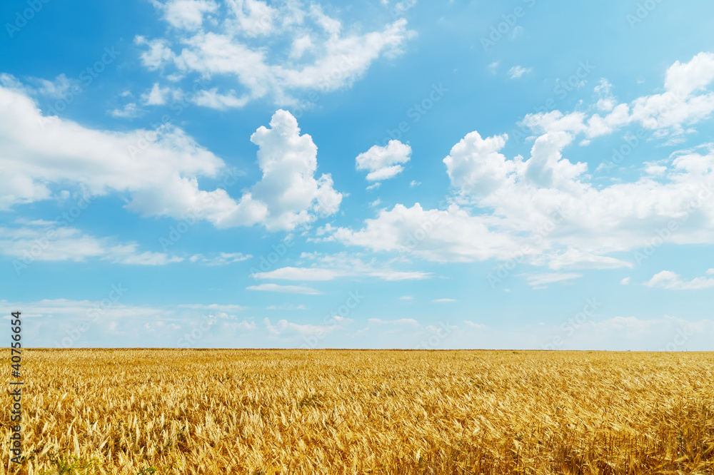 Wall mural field of wheat under cloudy sky