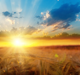 golden sunset over field with barley