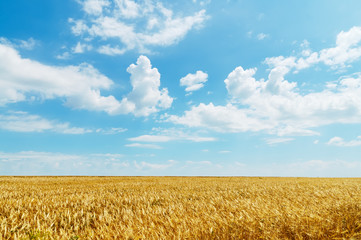 field of wheat under cloudy sky - Powered by Adobe