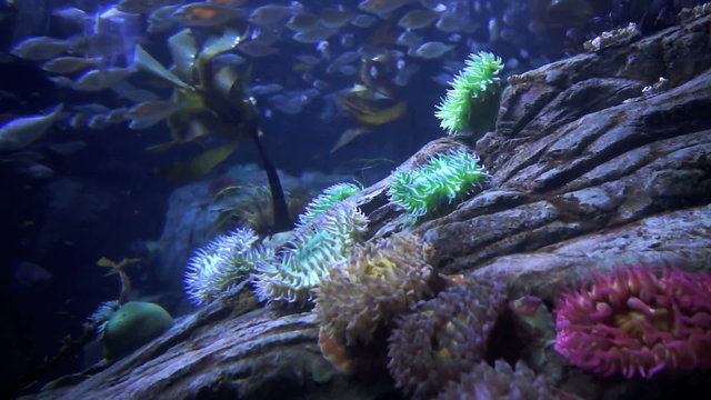 Underwater marine life