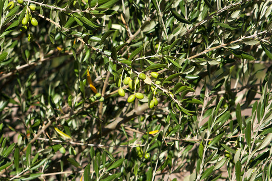 Unripe olives growing on tree