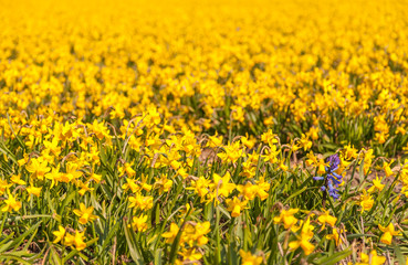 Yellow, green and one purple