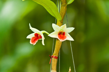 beautiful purple orchid