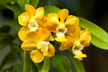 beautiful purple orchid