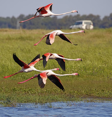 pink flamingo