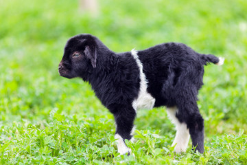 Baby goat in a grass field