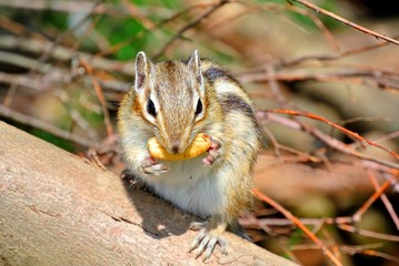 どんぐりを食べるシマリス