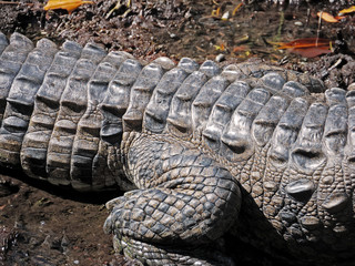 Krokodil, Rücken