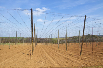 hope field