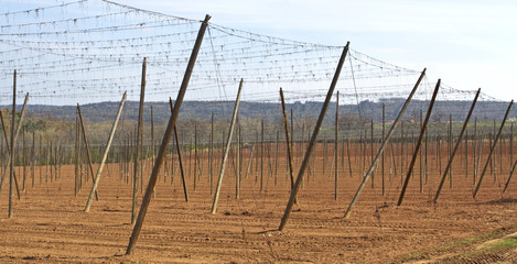 hope field