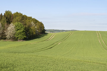 Corn Field at the Forest
