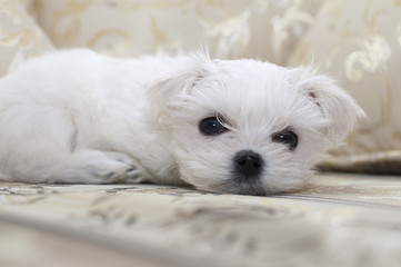Maltese puppy on the sofa