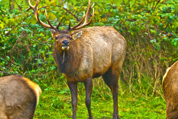 Wild Elk