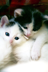 Couple of little funny kittens in game