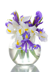 Beautiful bright irises in vase isolated on white