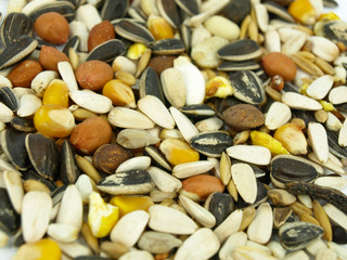 Bird Seed