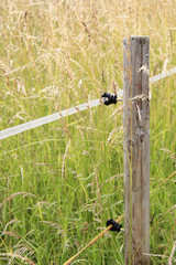 Holzpfahl in der Landschaft