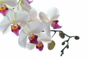 Naklejka na ściany i meble White orchid kwiat odizolowane na białym tle