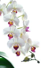 White orchid flower isolated on white background